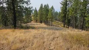 5884 Coyote Canyon Rd, Colville, WA 99114 - #3