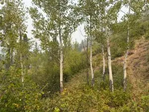51XX Northport-waneta Rd, Colville, WA 99114 - #2