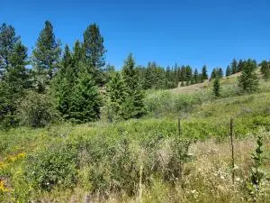 18 Robin Rd, Republic, WA 99166 - #2