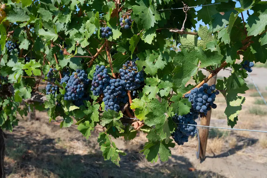 108534 N Corkscrew Pr Ne, West Richland, WA 99353 - Image #3