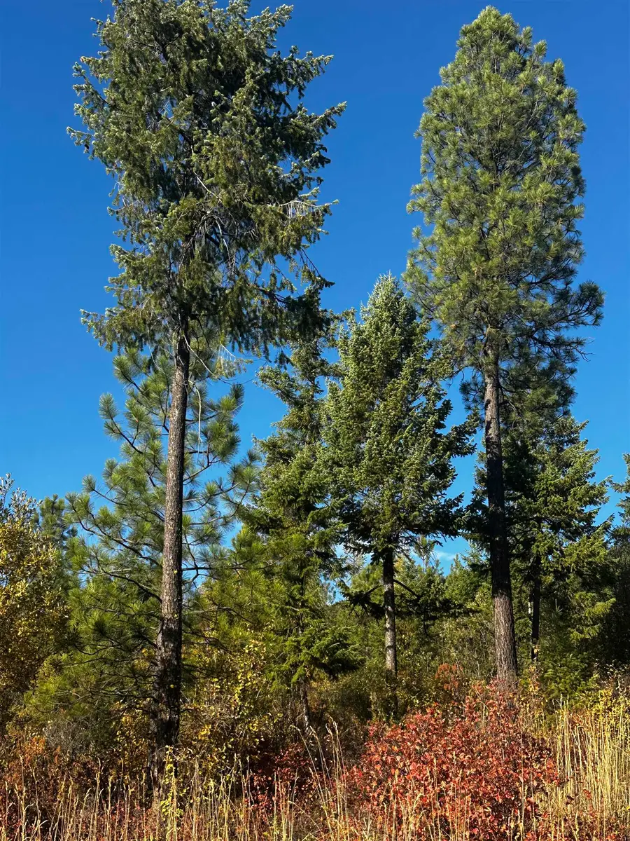 TBD Old Cc Rd, Addy, WA 99101 - Image #3