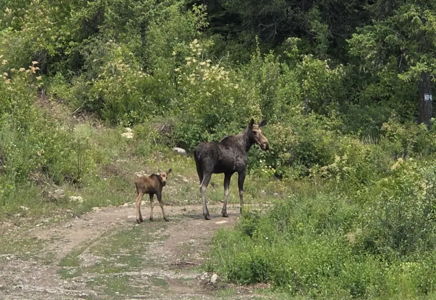 1261 Outback Ln, Usk, WA 99180 - Image #3