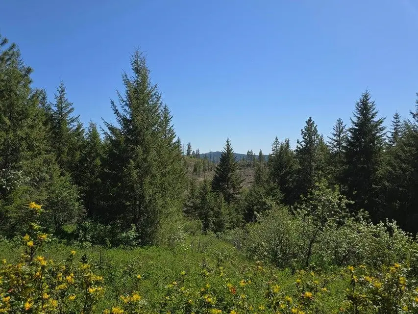 37XX Hill Loop Rd, Kettle Falls, WA 99141-0000 - Image #3