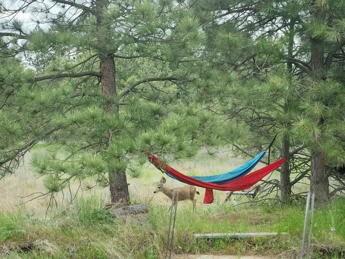 20307 W Sterling Rd, Cheney, WA 99004 - Image #1