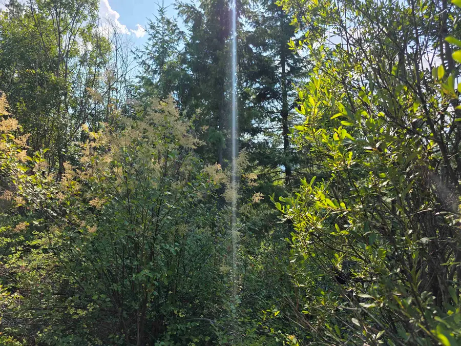 251 Hearts Delight Ln, Newport, WA 99156 - Image #3