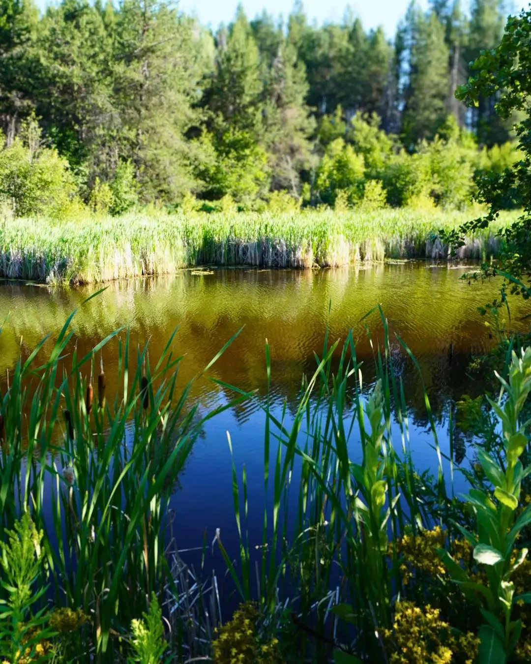 NKA Pines Rd, Newport, WA 99156 - Image #1