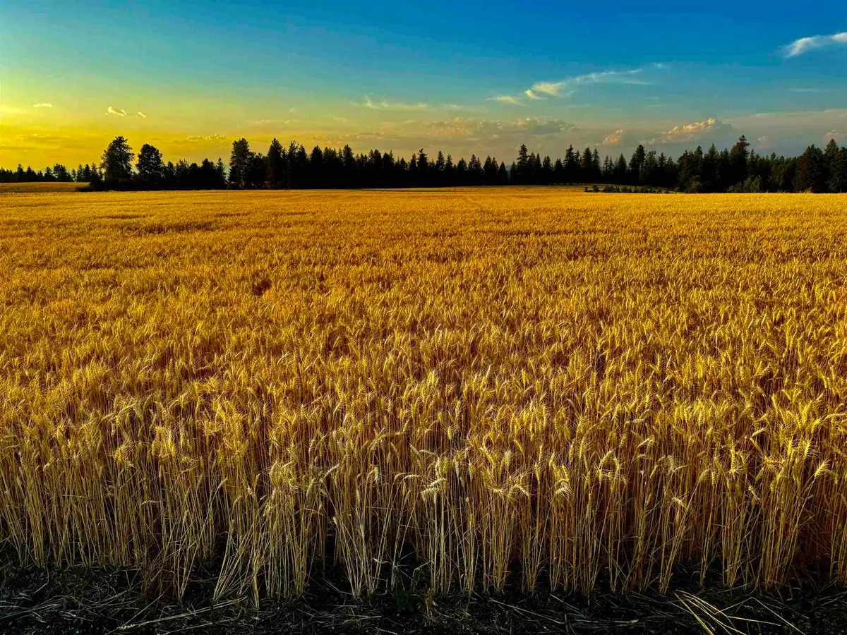 0 E Orchard Bluff Rd Lot A Rd, Chattaroy, WA 99003 - Image #1