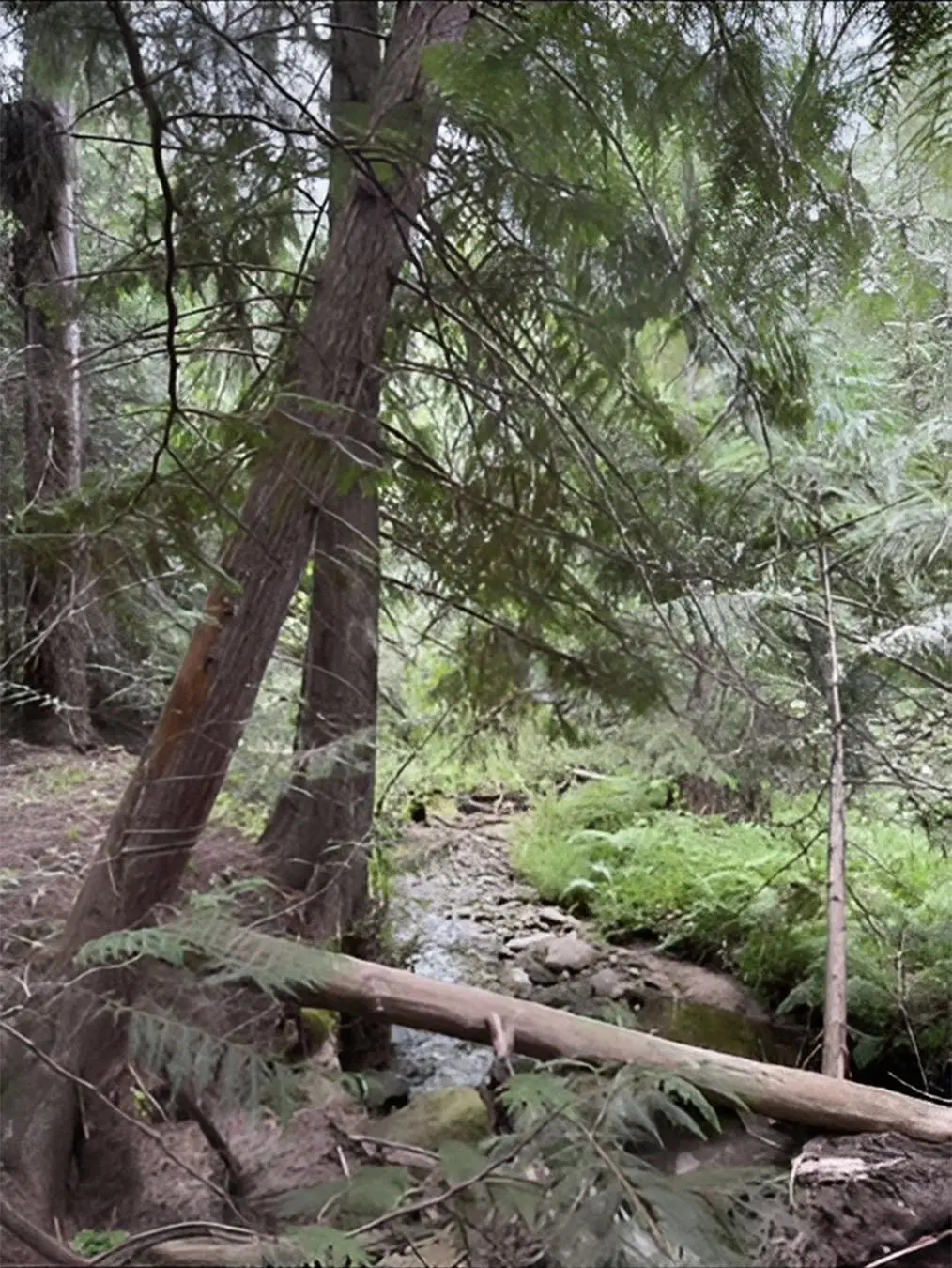 34xxx N Blanchard Creek Rd, Newport, WA 99156 - Image #1