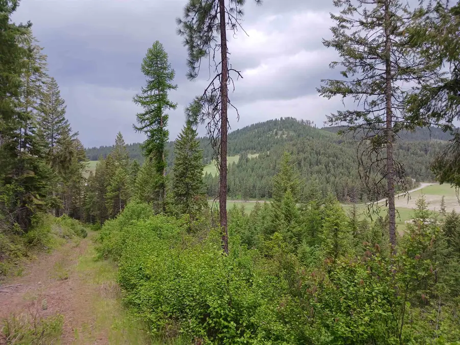 Parcel E Daisy Mine Rd, Gifford, WA 99131 - Image #3