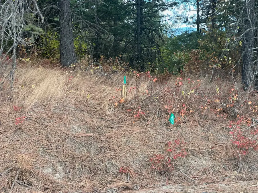 4450 Buck Creek Rd, Loon Lake, WA 99148 - Image #2