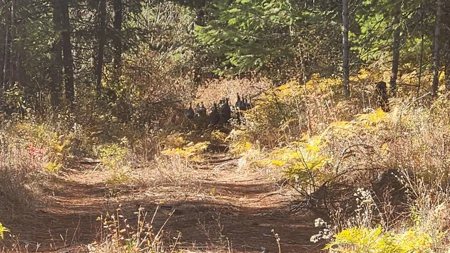 43xx Lyons Hill Rd, Springdale, WA 99173 - Image #3