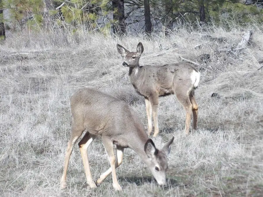 Tract E Meadow Lane Rd, Davenport, WA 99122 - Image #2