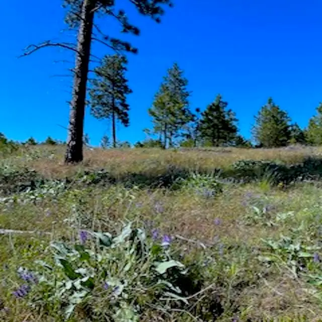 Lot B Kronos Short Plat/pine Hen Ln, Davenport, WA 99122 - Image #3
