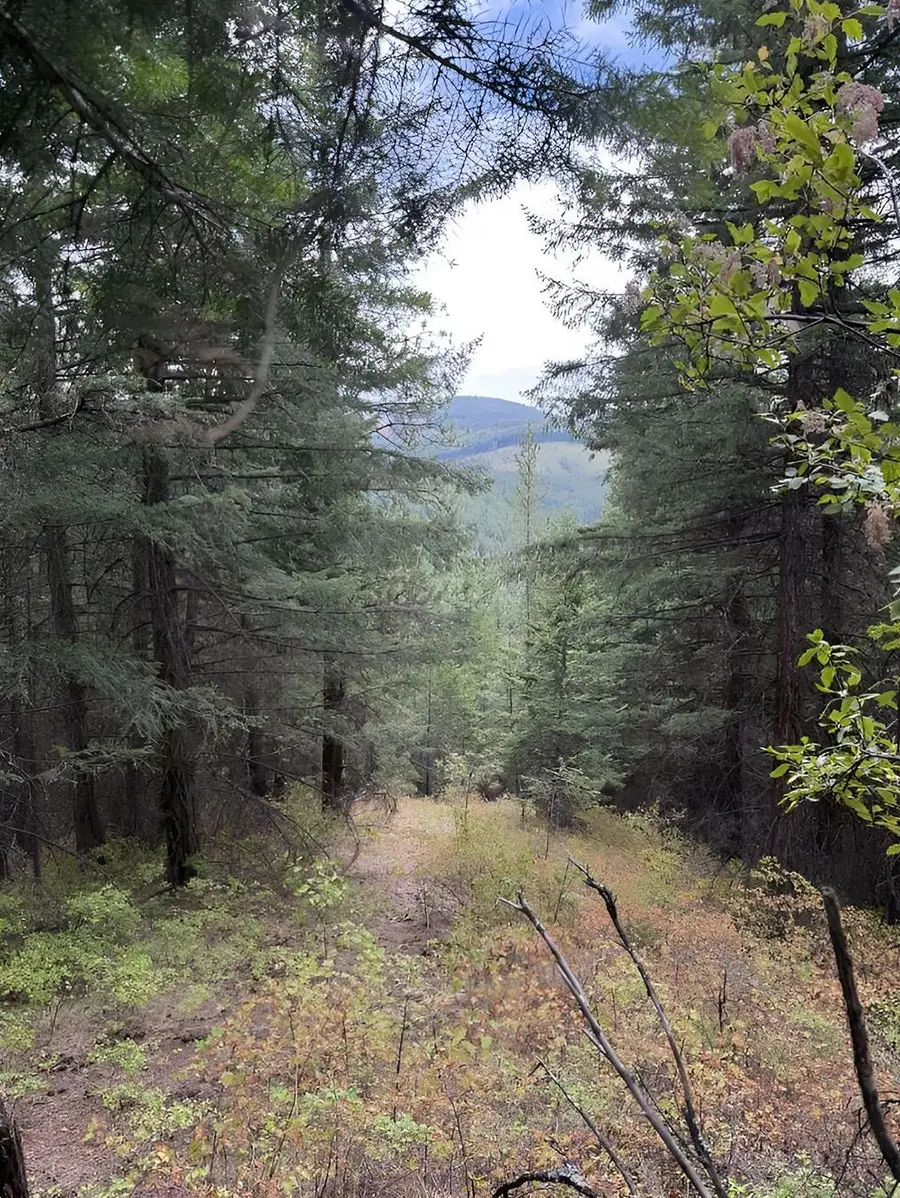 34xxx N Blanchard Creek Rd, Newport, WA 99156 - #3