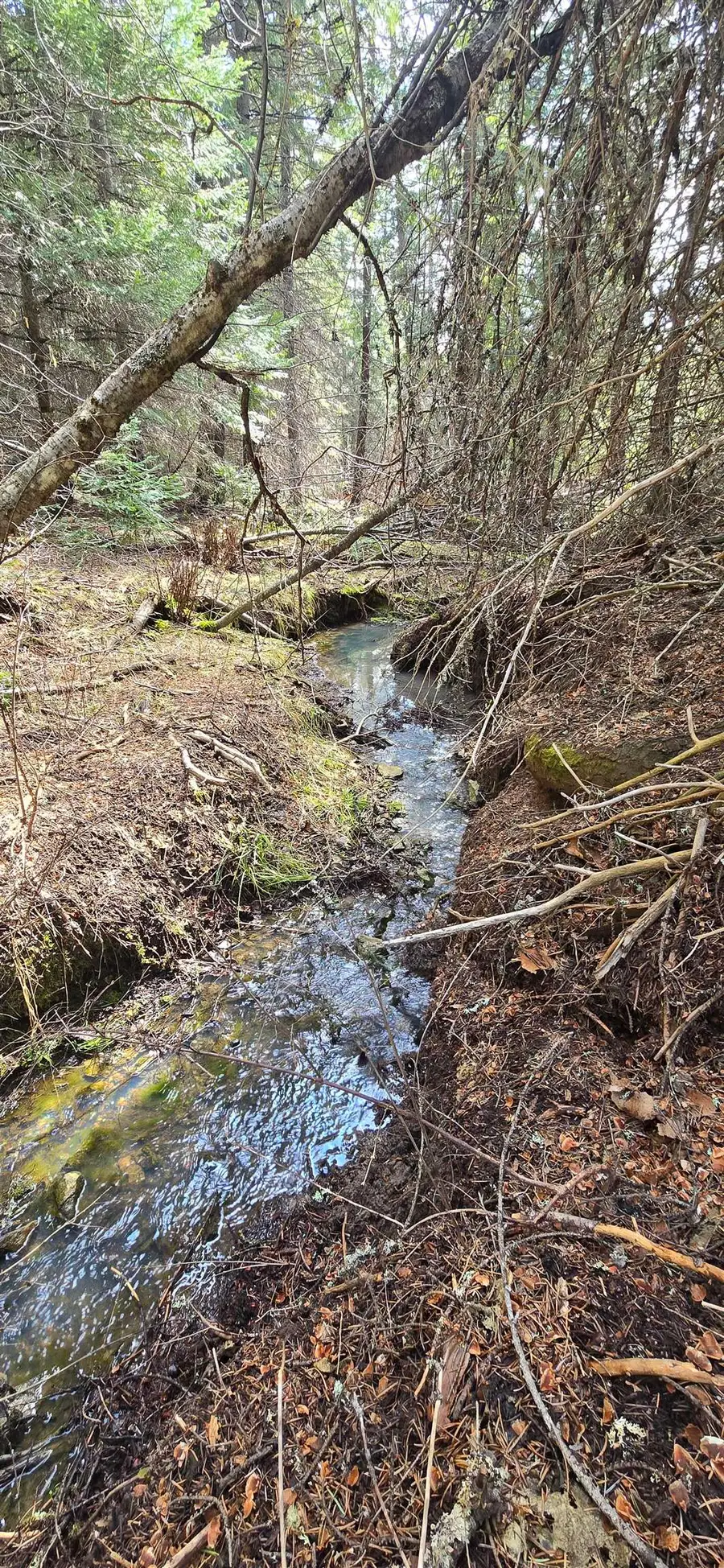 4910 Getna Way, Springdale, WA 99173 - #3