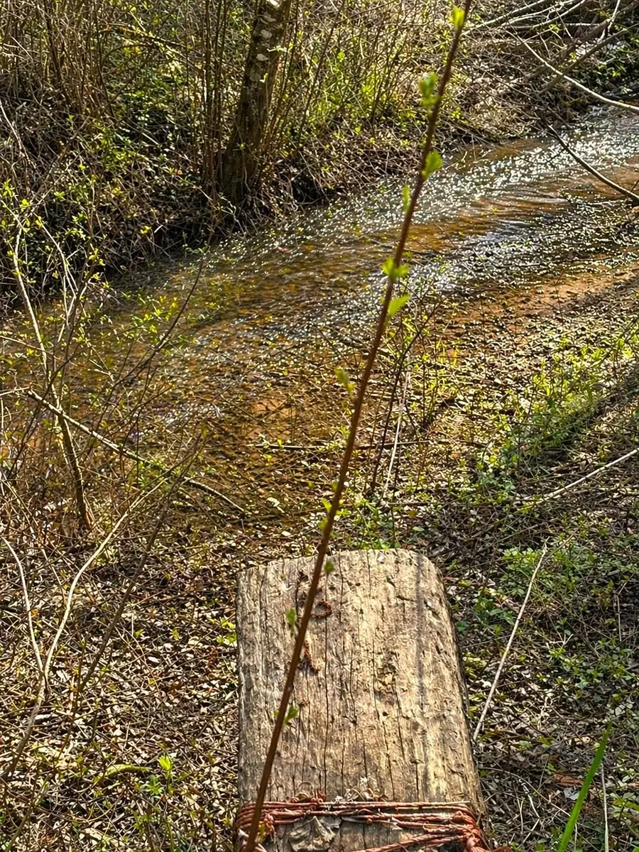 11XXX Hartley Ln, Chattaroy, WA 99003 - #2