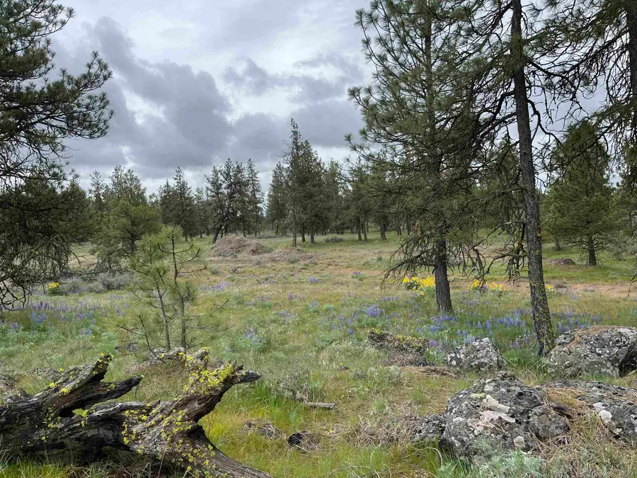 21XXX S Harrison Rd, Edwall, WA 99008 - #2