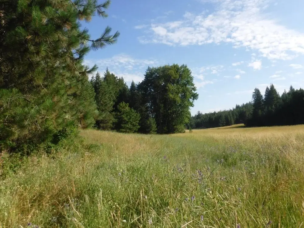 Lot 1 SW Moose Ridge Way, Loon Lake, WA 99148 - #1