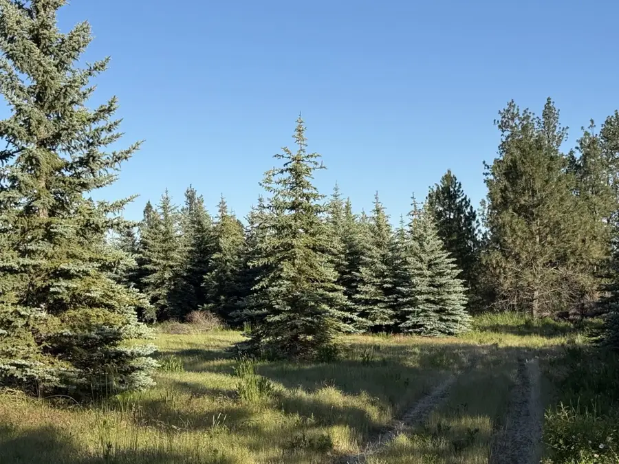 111XX S Spruce Tree Ln, Mica, WA 99023 - #3