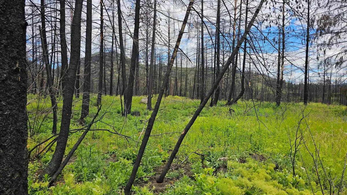 34XX Lael-flat Creek Rd, Kettle Falls, WA 99141 - #1