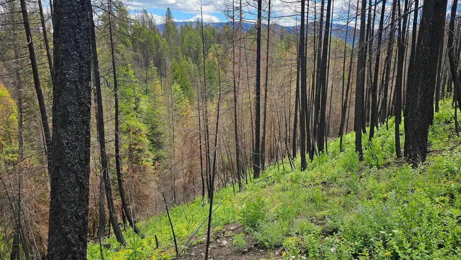34XX Lael-flat Creek Rd, Kettle Falls, WA 99141 - #2