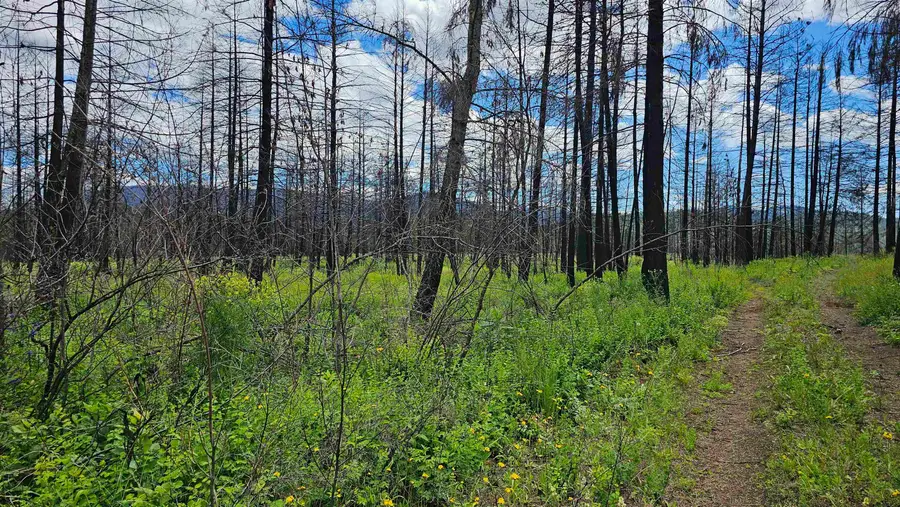 34XX Lael-flat Creek Rd, Kettle Falls, WA 99141 - #3