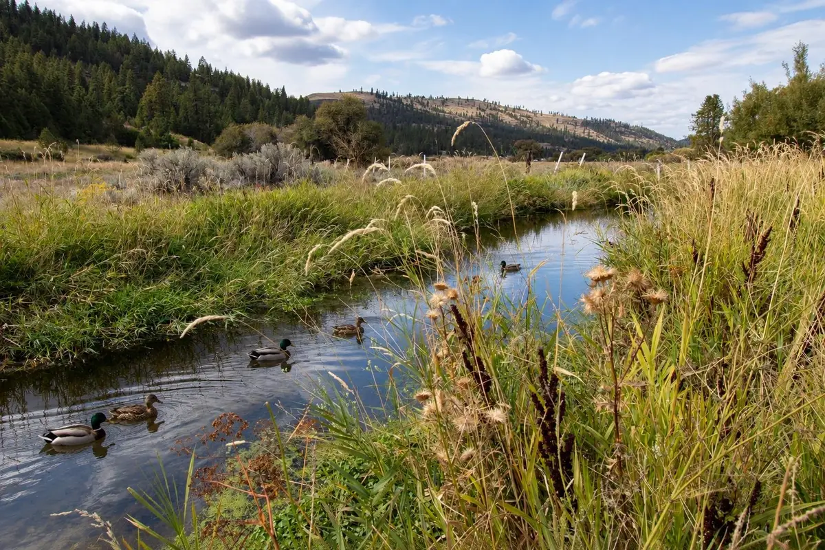 34126 N Hawk Creek Rd, Davenport, WA 99122 - #1