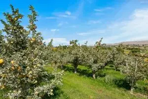 NKA Desmarais Rd, Moxee, WA 98936