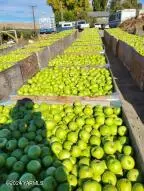 4851 Lombard Lp. Rd, Zillah, WA 98953 - Image #2