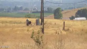 NNA Cheyne Rd, Zillah, WA 98953 - Image #3