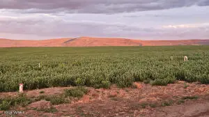 125498 W Mccreadie Rd, Prosser, WA 99350 - #2