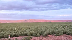 125498 W Mccreadie Rd, Prosser, WA 99350 - #3