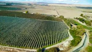 1870 Phipps Rd, Sunnyside, WA 98944 - #3