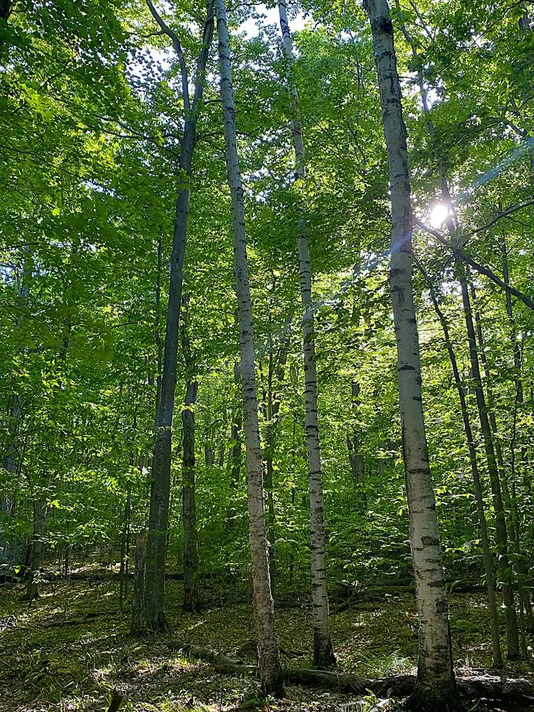 TBD Garrett Bay Ln, Ellison Bay, WI 54210 - #3