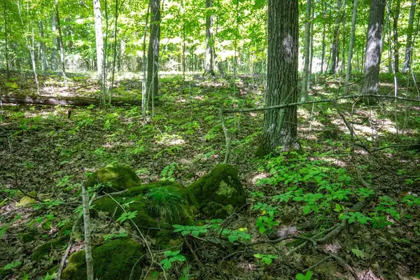 Lot 6 Bay Shore Woods Ln, Egg Harbor, WI 54209