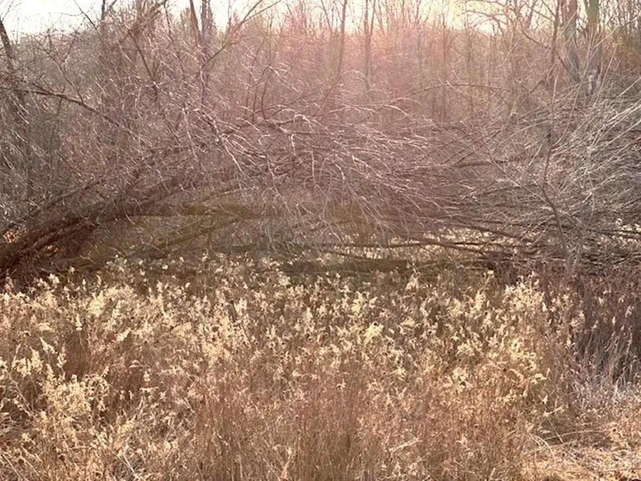 Lot 6 Thorn Apple Dr, Wittenberg, WI 54499 - Image #3