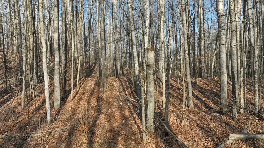 N2383 Loons Landing Rd, Weyerhaeuser, WI 54895 - #2