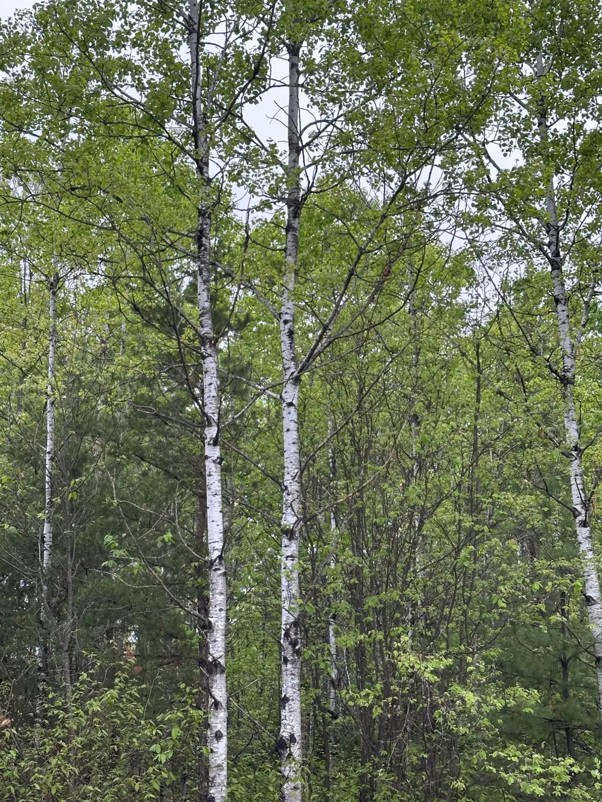 ON Kelly Dam Rd #Lot 7, Tomahawk, WI 54487 - Image #1