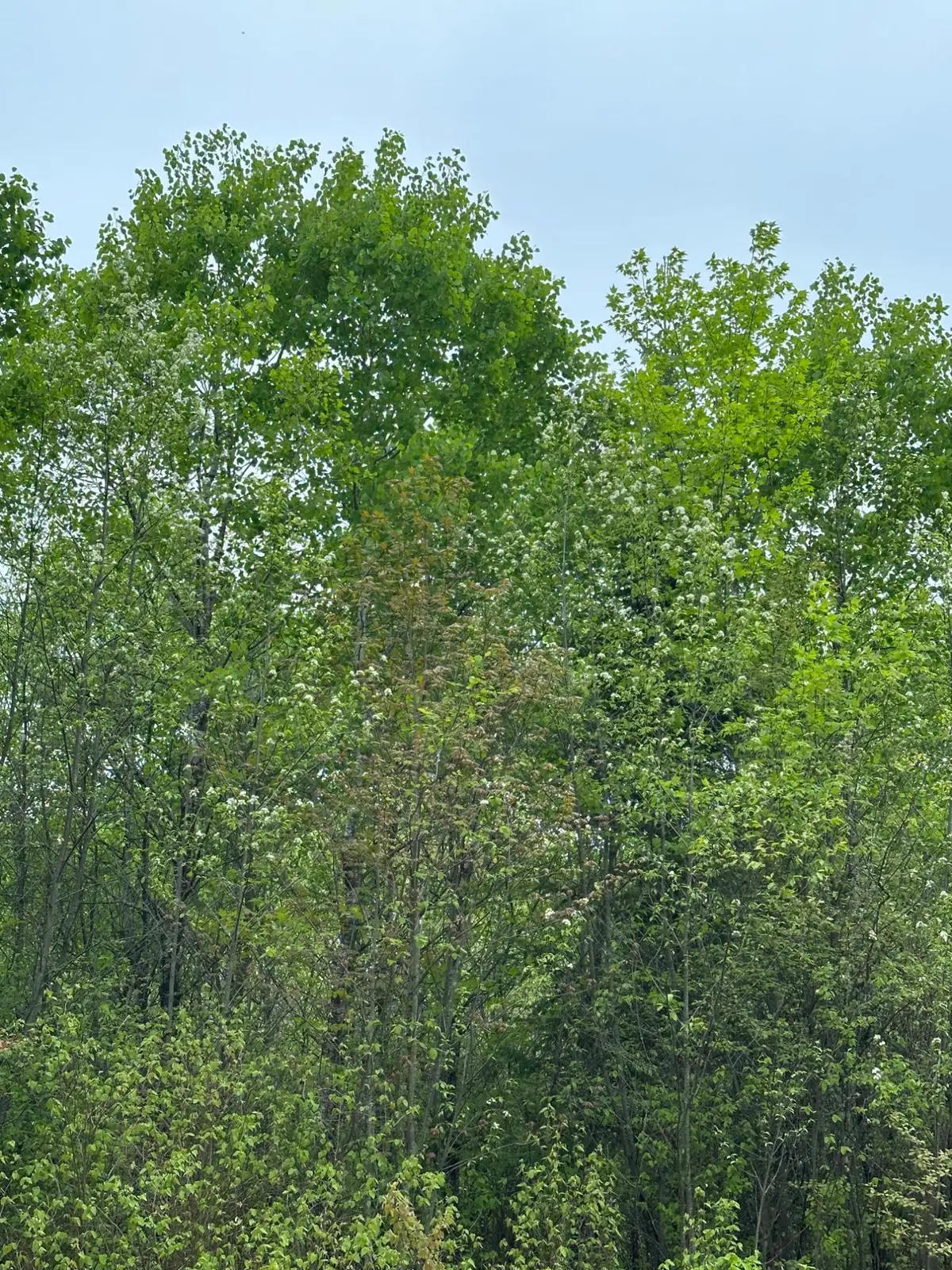 ON Kelly Dam Rd #Lot 9, Tomahawk, WI 54487 - Image #1