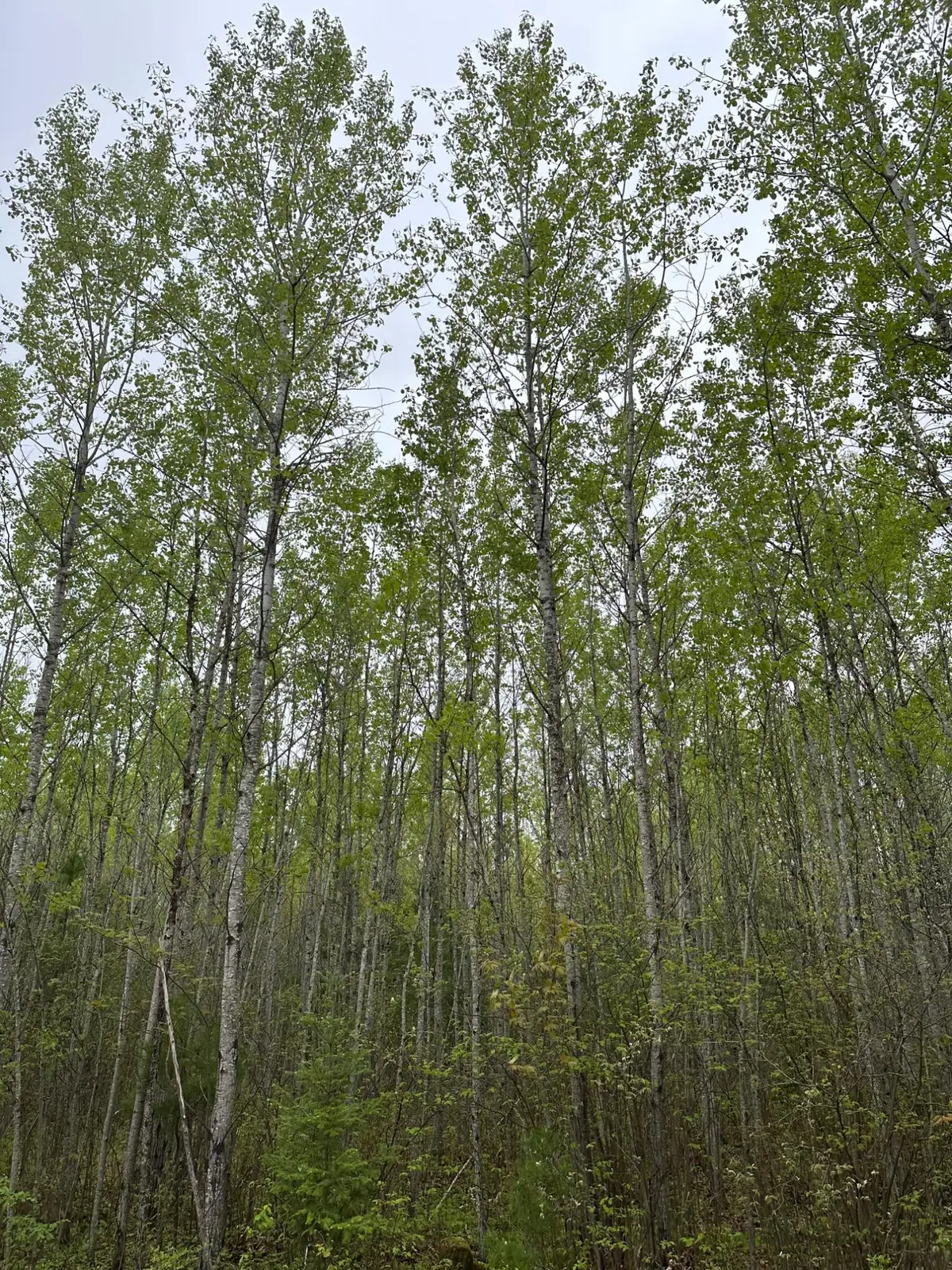 ON Burrows Lake Rd #Lot 3, Tomahawk, WI 54487 - Image #1