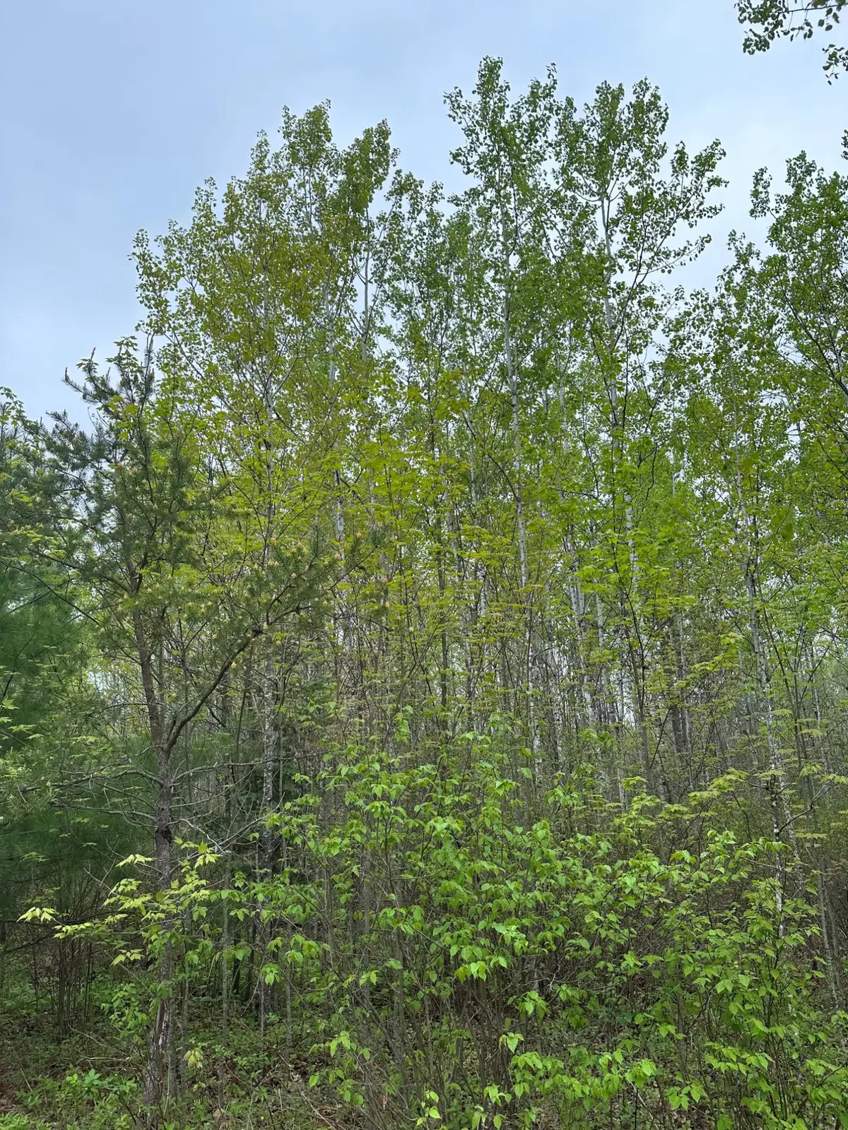 ON Burrows Lake Rd #Lot 5, Tomahawk, WI 54487 - Image #1