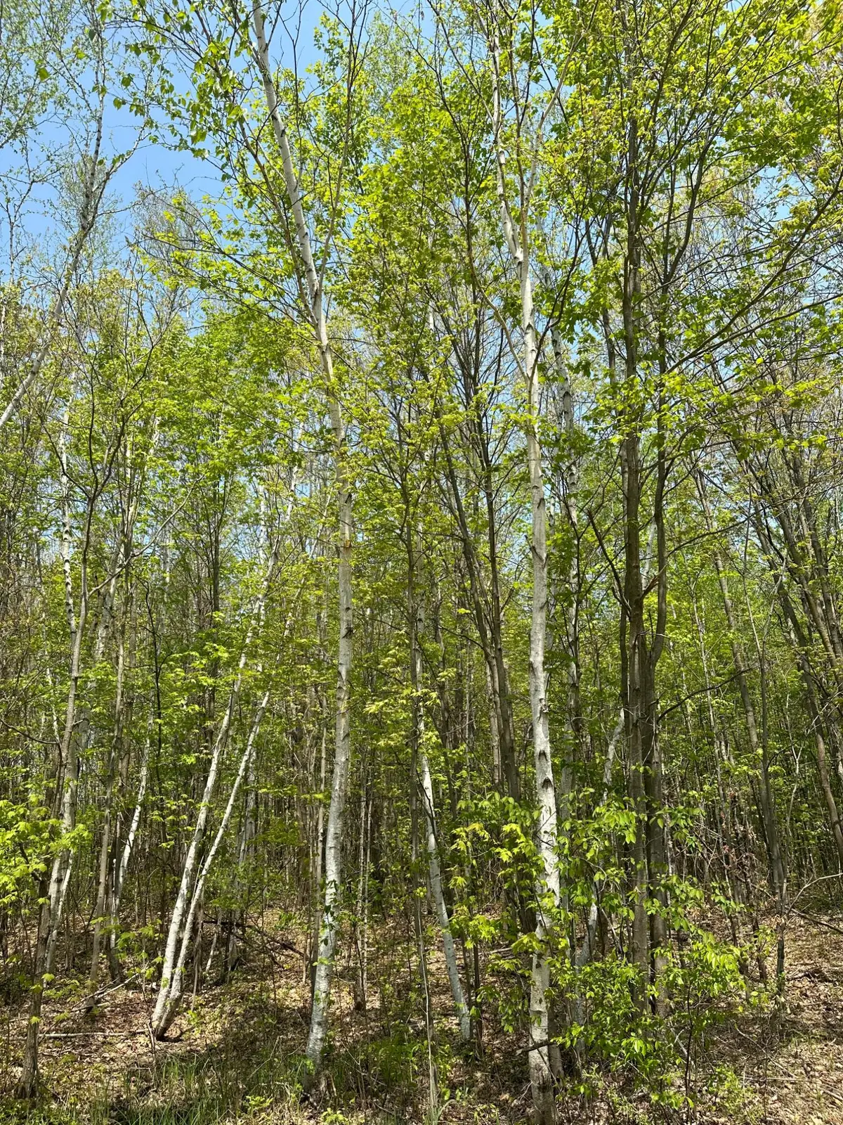 ON Burrows Lake Rd #Lot 13, Tomahawk, WI 54487 - Image #1