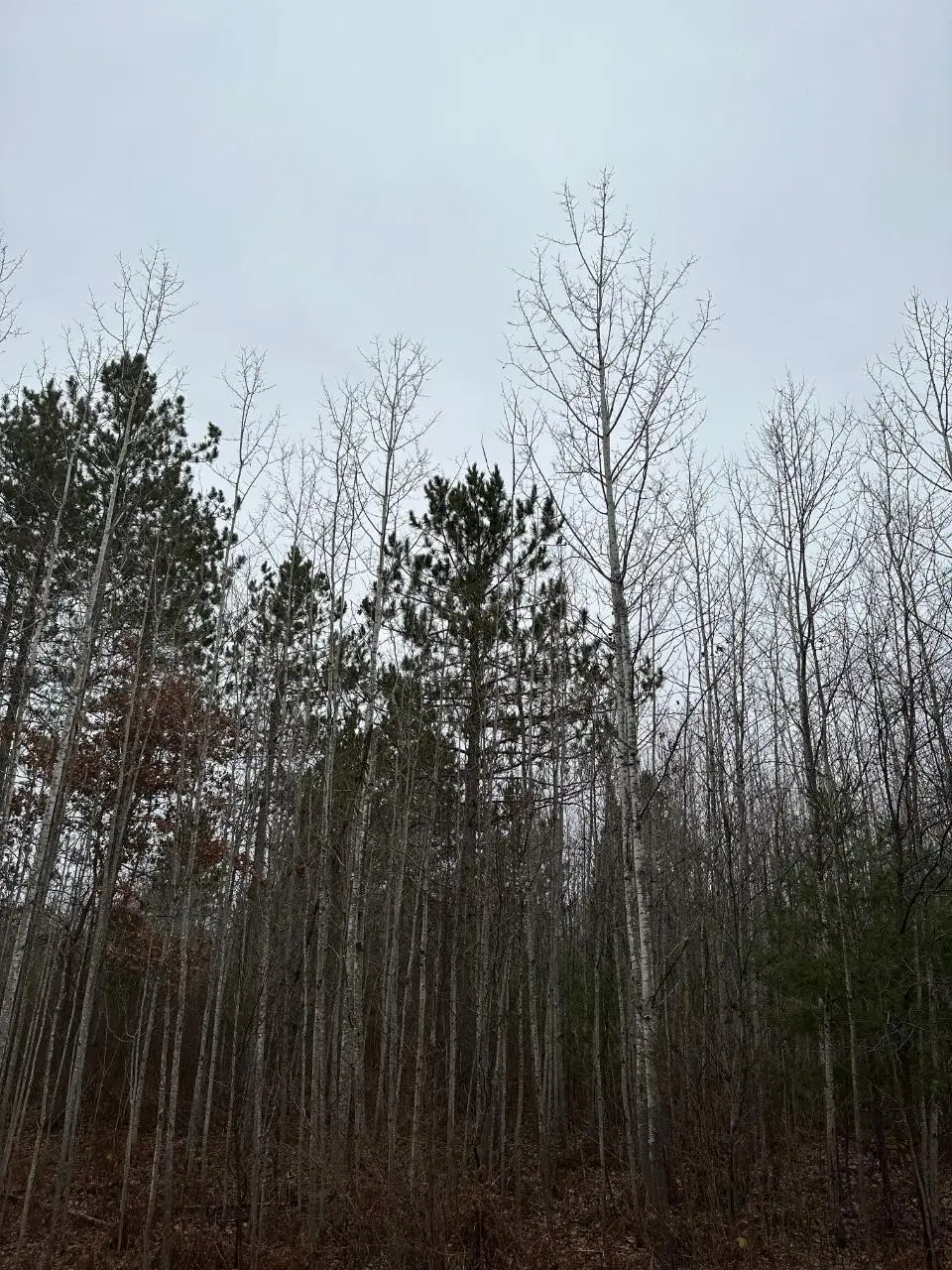 ON Burrows Lake Rd #4067-G, Tomahawk, WI 54487 - Image #1