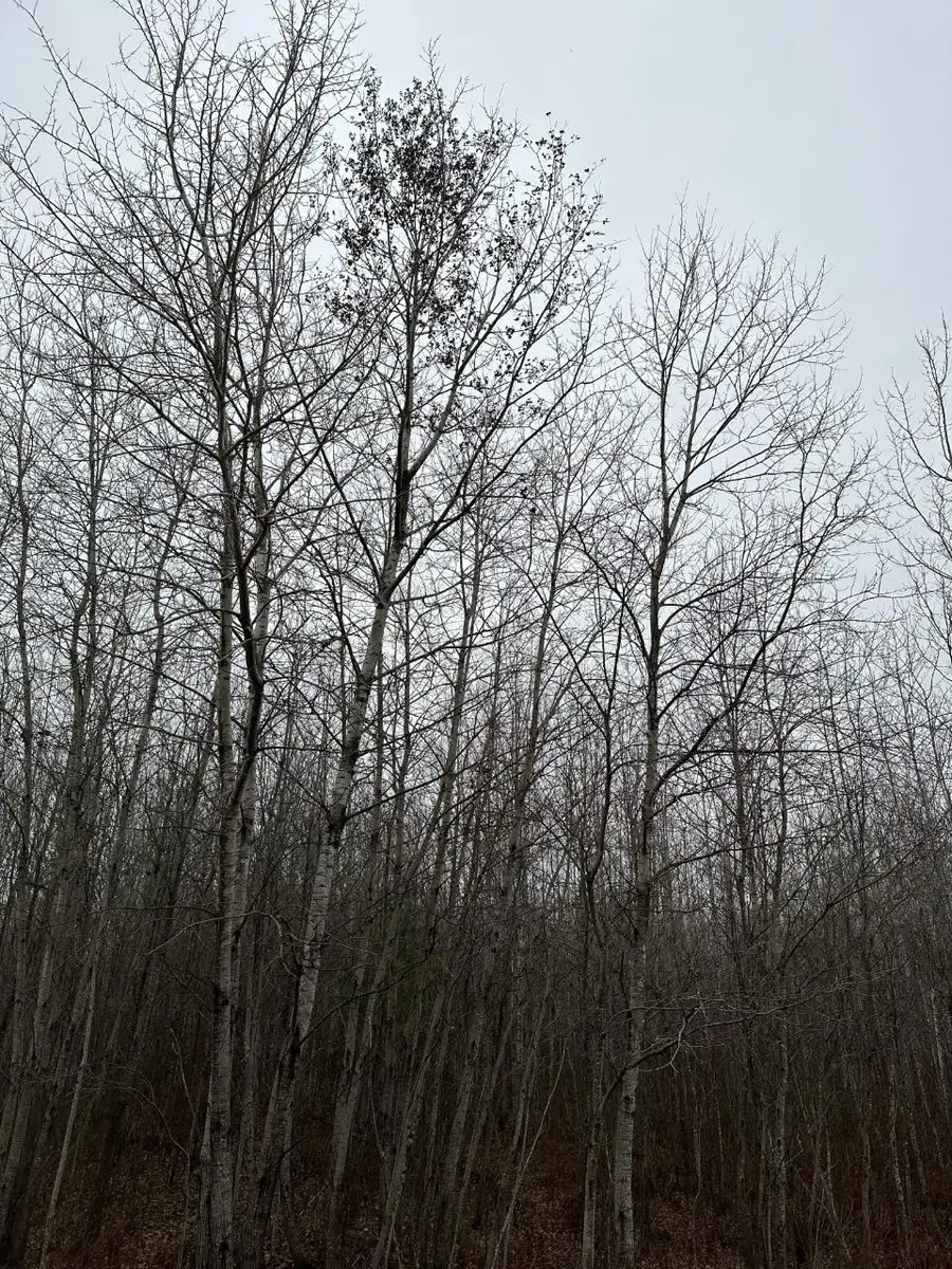 ON Burrows Lake Rd #4067-G, Tomahawk, WI 54487 - Image #2