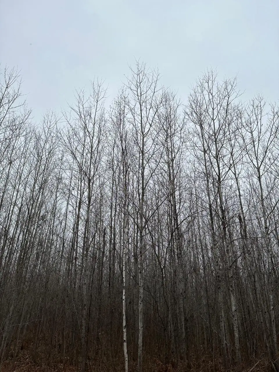 ON Burrows Lake Rd #4067-I, Tomahawk, WI 54487 - Image #1