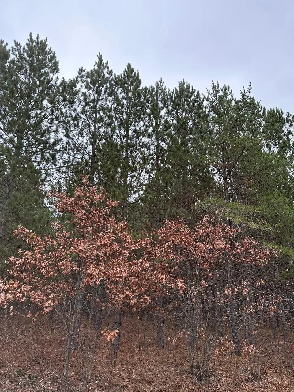 ON Lois Rd #4069-3, Tomahawk, WI 54487 - Image #1