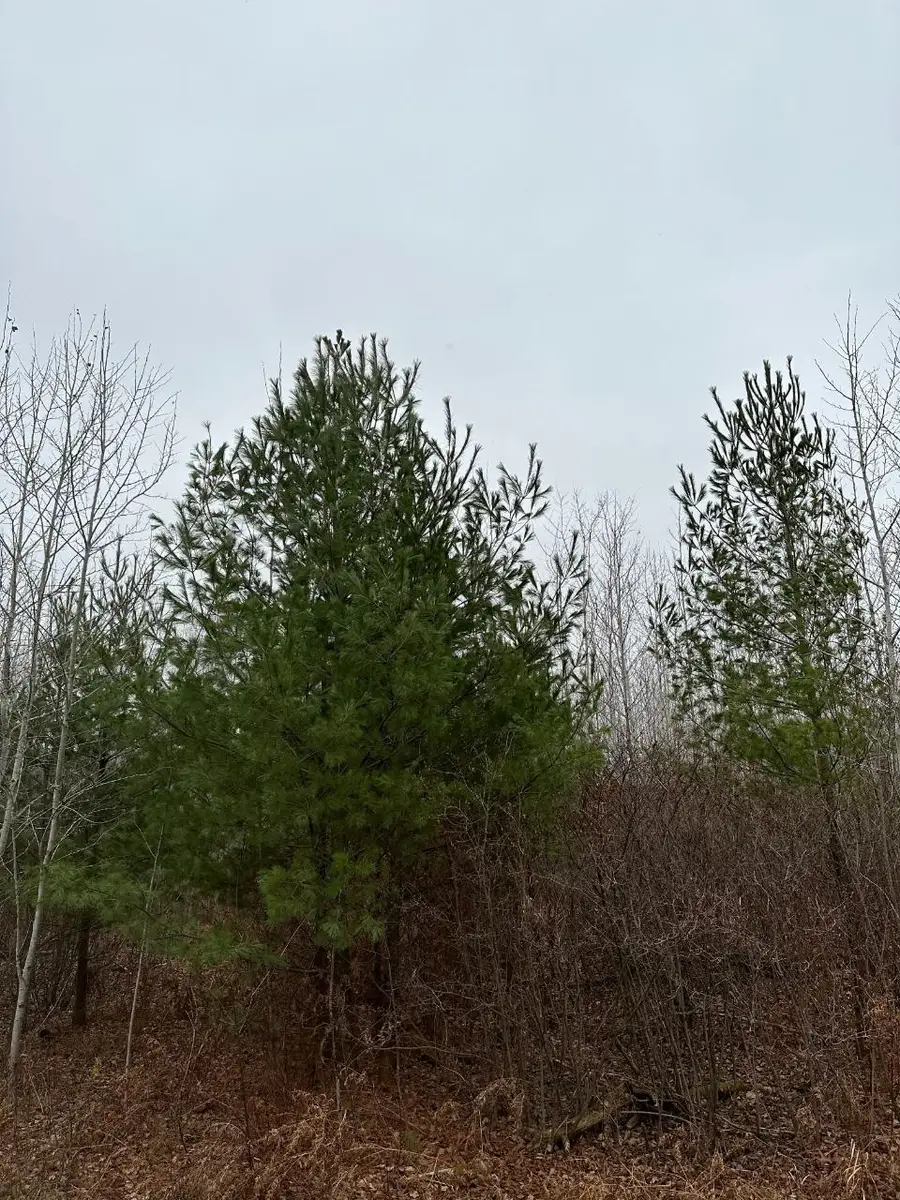 ON Swamp Lake Rd #4069-10, Tomahawk, WI 54487 - Image #2