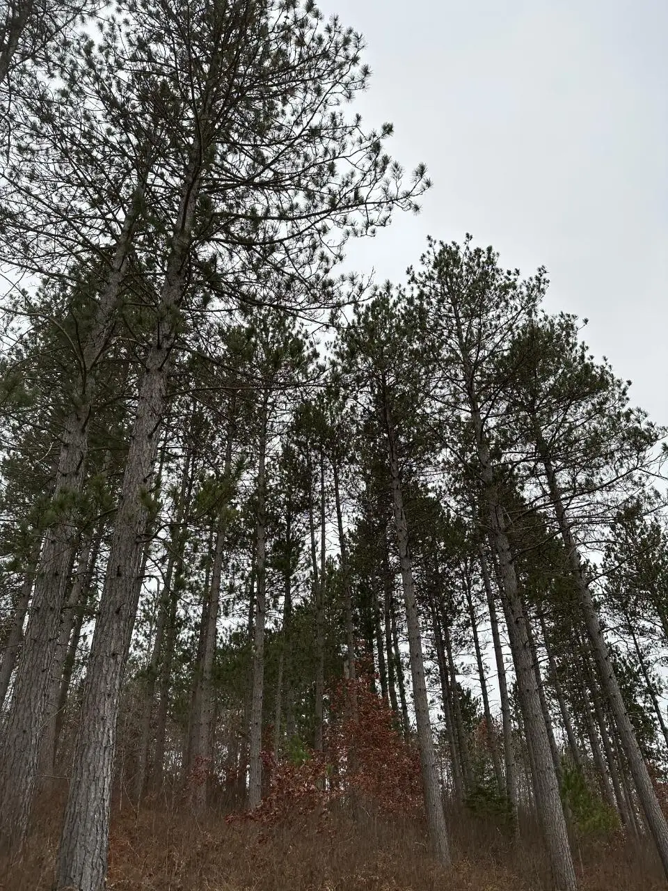 ON Wood Rd #4069-21, Tomahawk, WI 54487 - Image #1