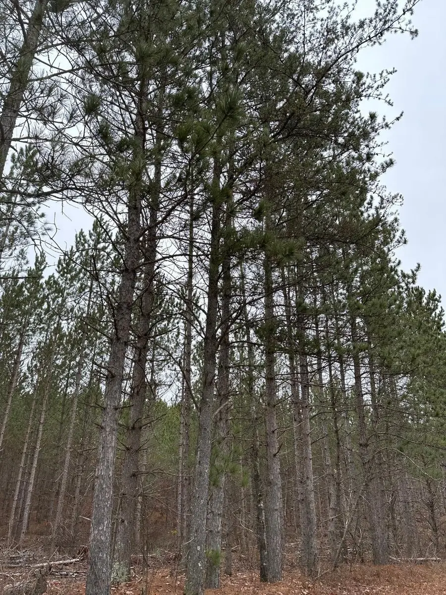 ON Wood Rd #4069-21, Tomahawk, WI 54487 - Image #2