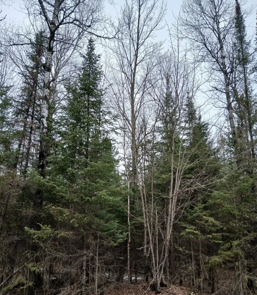 MI-357-1 Manhardt Rd #MI-357-1, Minocqua, WI 54548 - Image #2